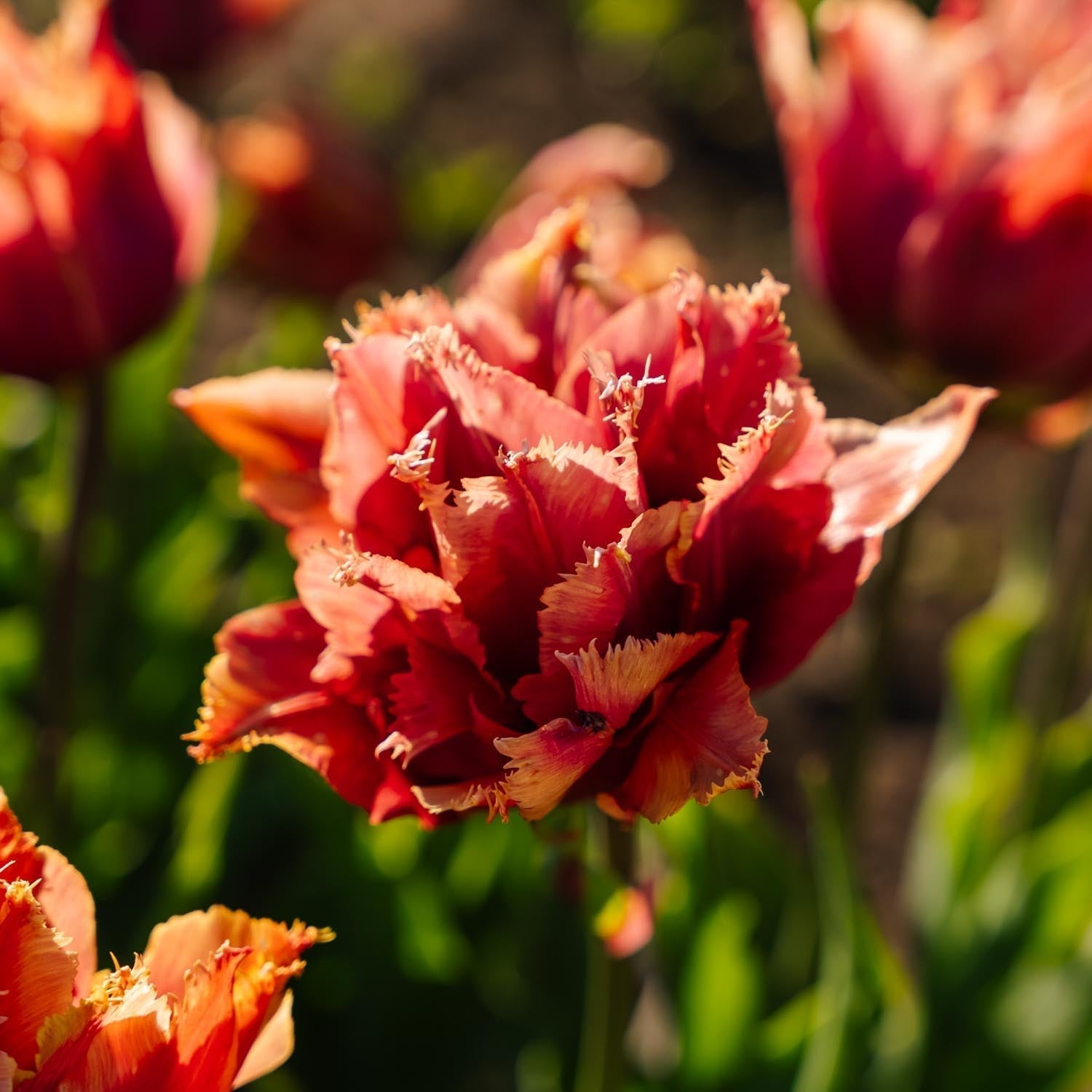 Tulp 'Callahan'