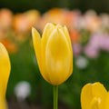 Tulp 'Candela'