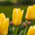 Tulp 'Candela'
