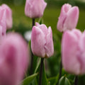 Tulp 'Candy Prince'
