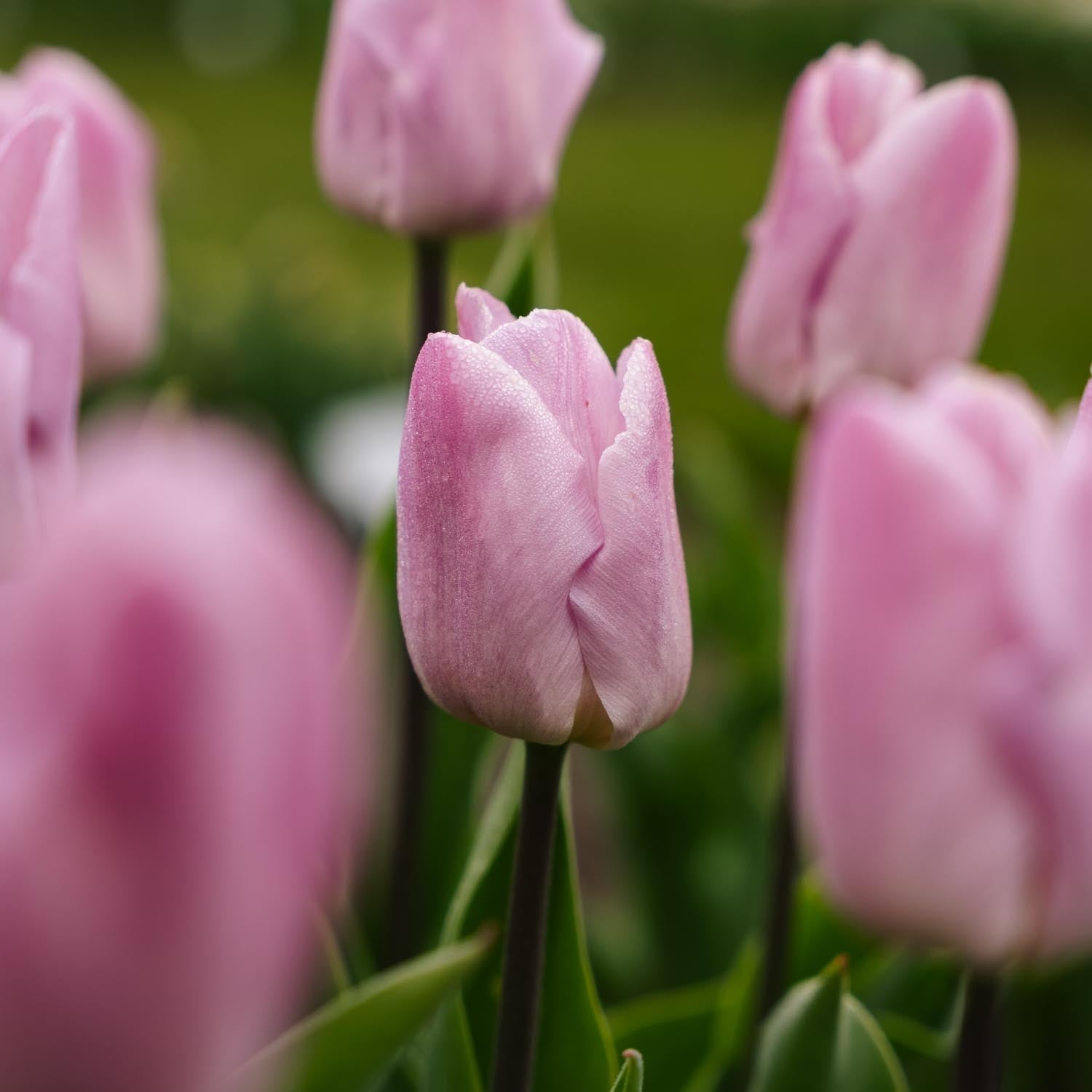 Tulp 'Candy Prince'