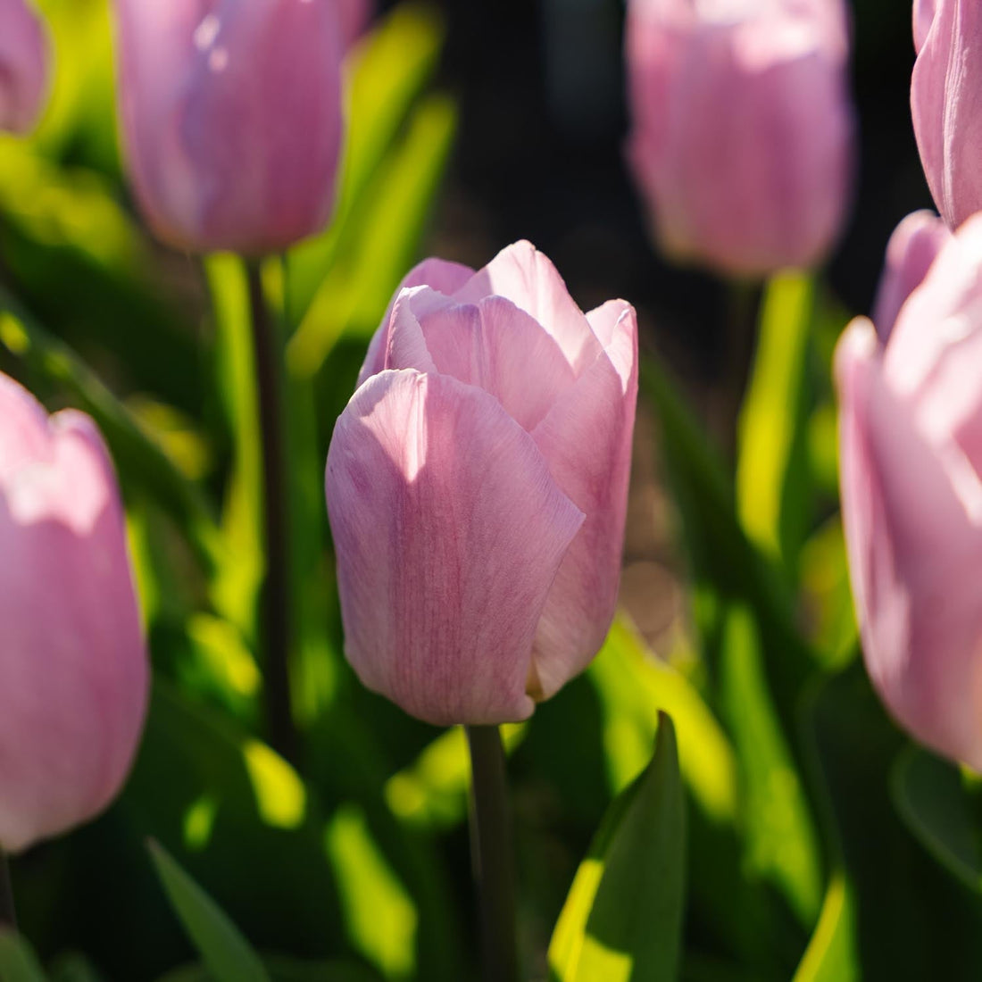 Tulp 'Candy Prince'