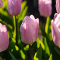 Tulp 'Candy Prince'