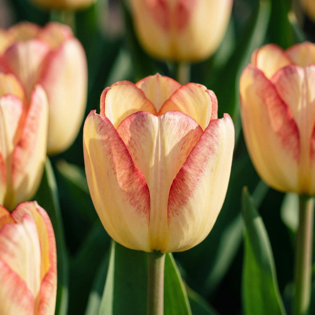 Tulp 'Cape Town'