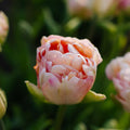 Tulp 'Charming Lady'