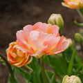 Tulp 'Charming Lady'