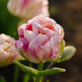Tulp 'Charming Lady'