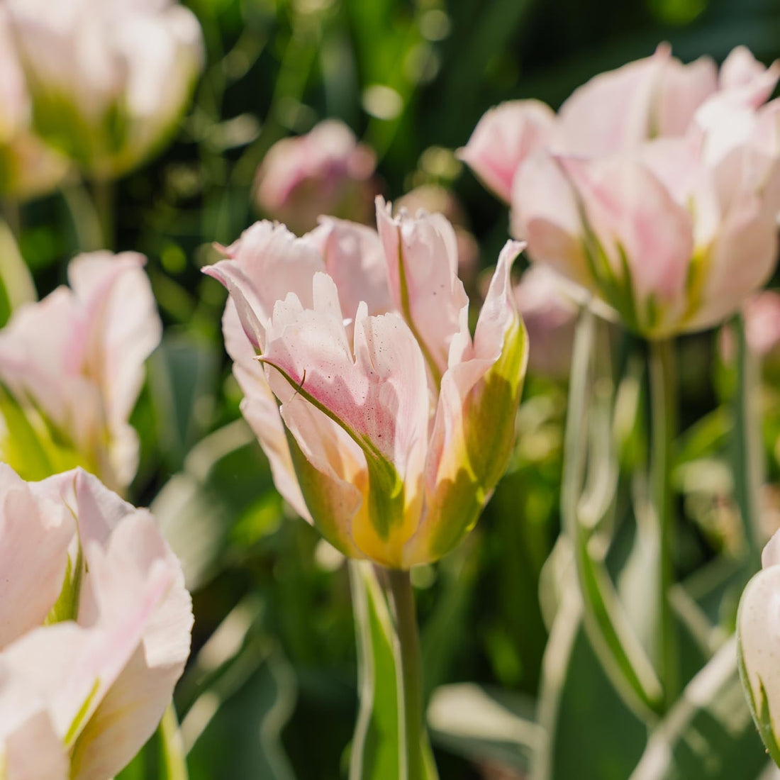 Tulp 'China Town'