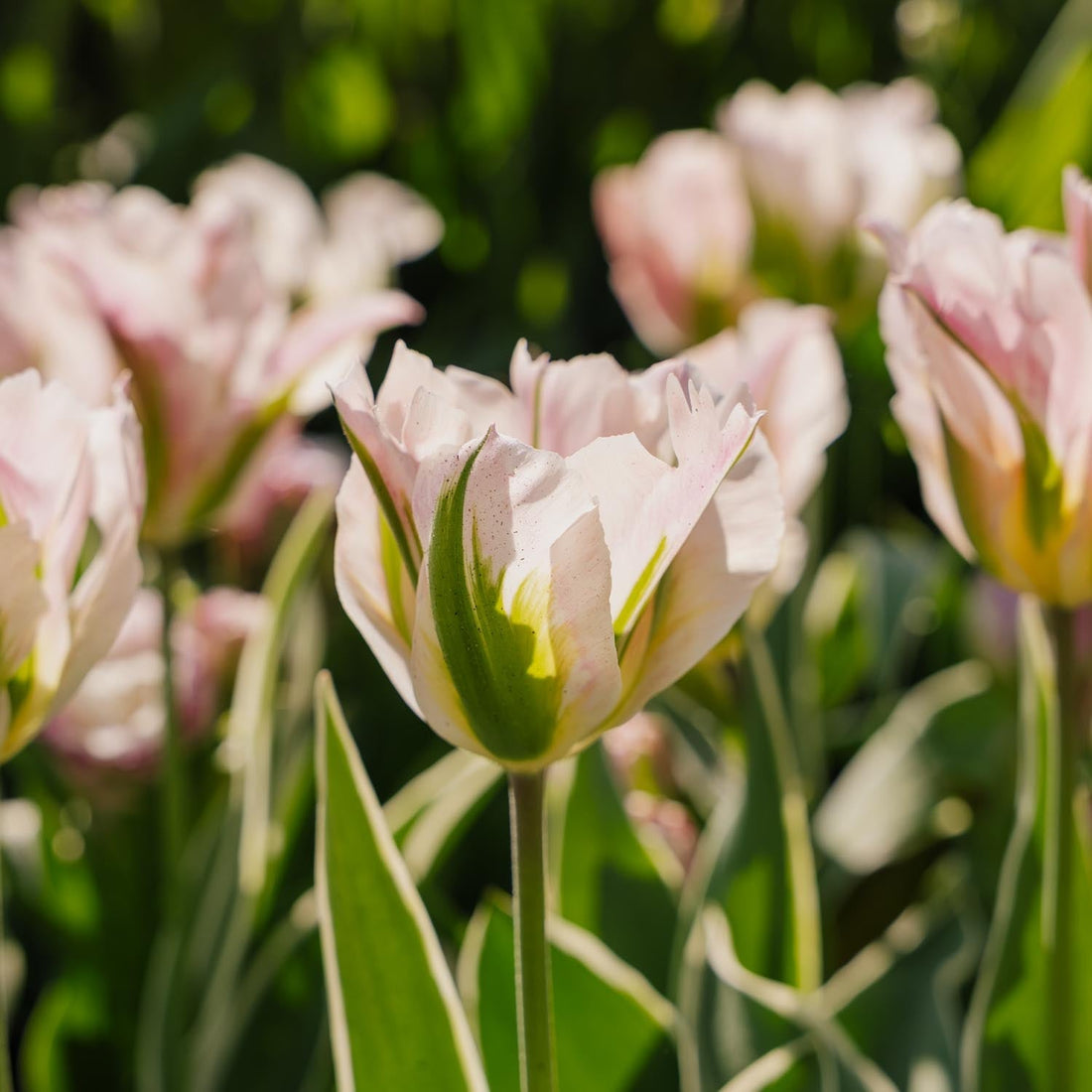 Tulp 'China Town'