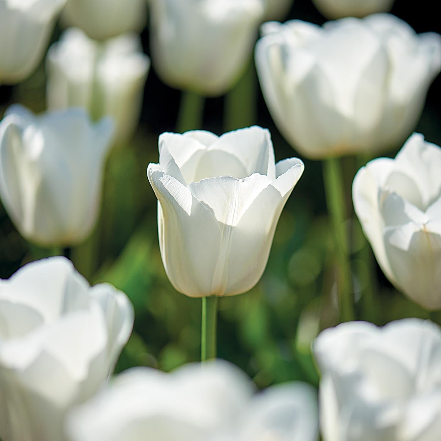 Tulp 'Clearwater'