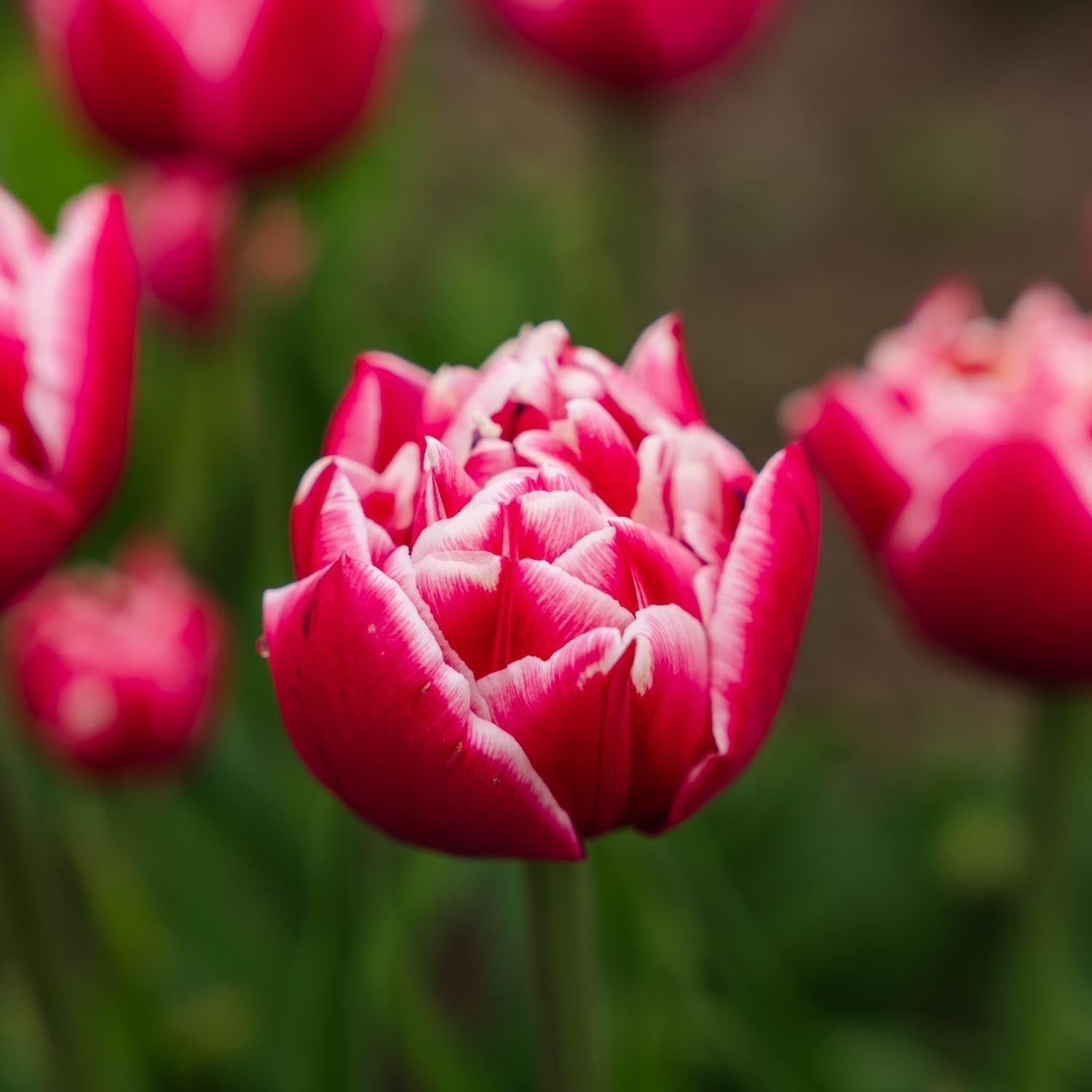 Tulp 'Columbus'