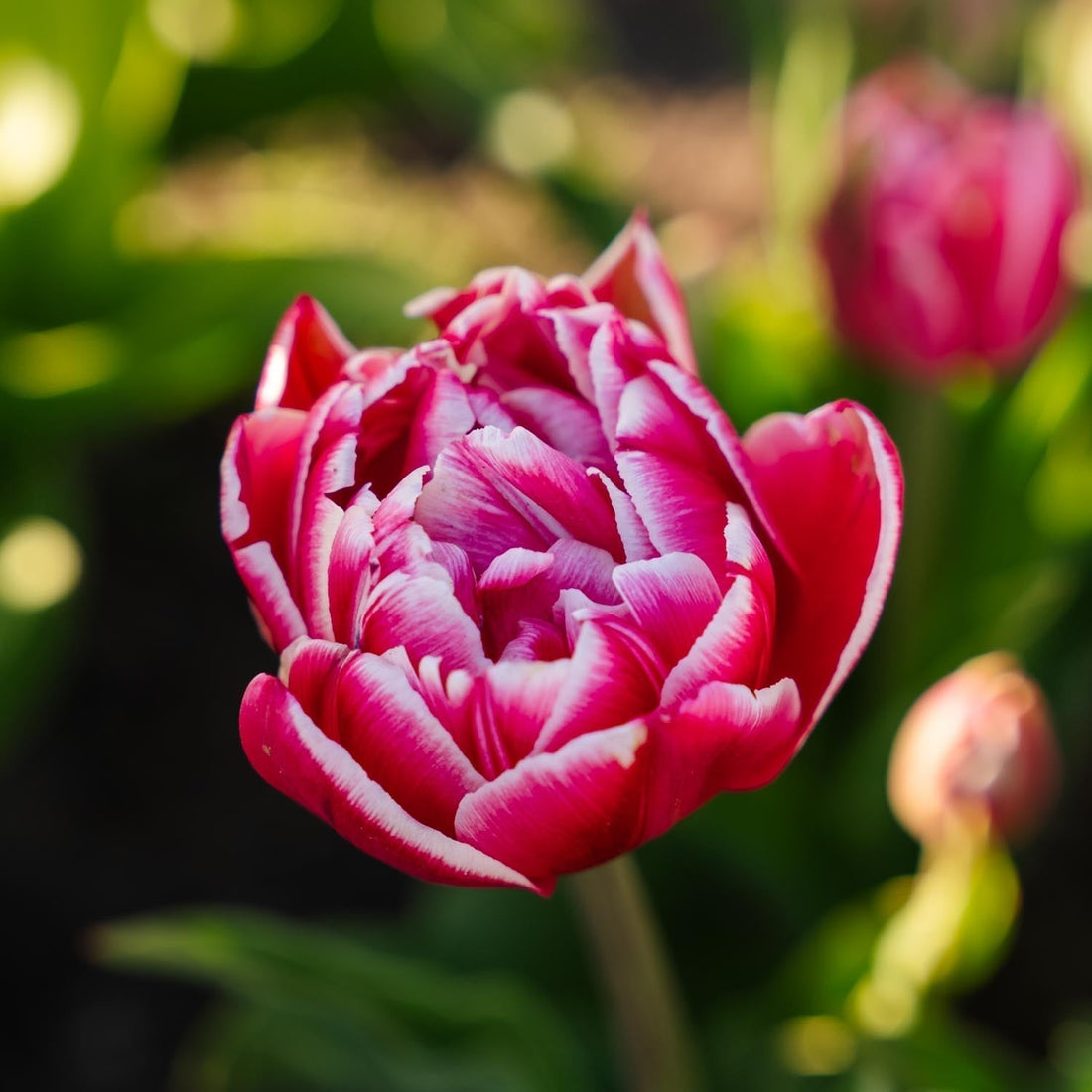 Tulp 'Columbus'