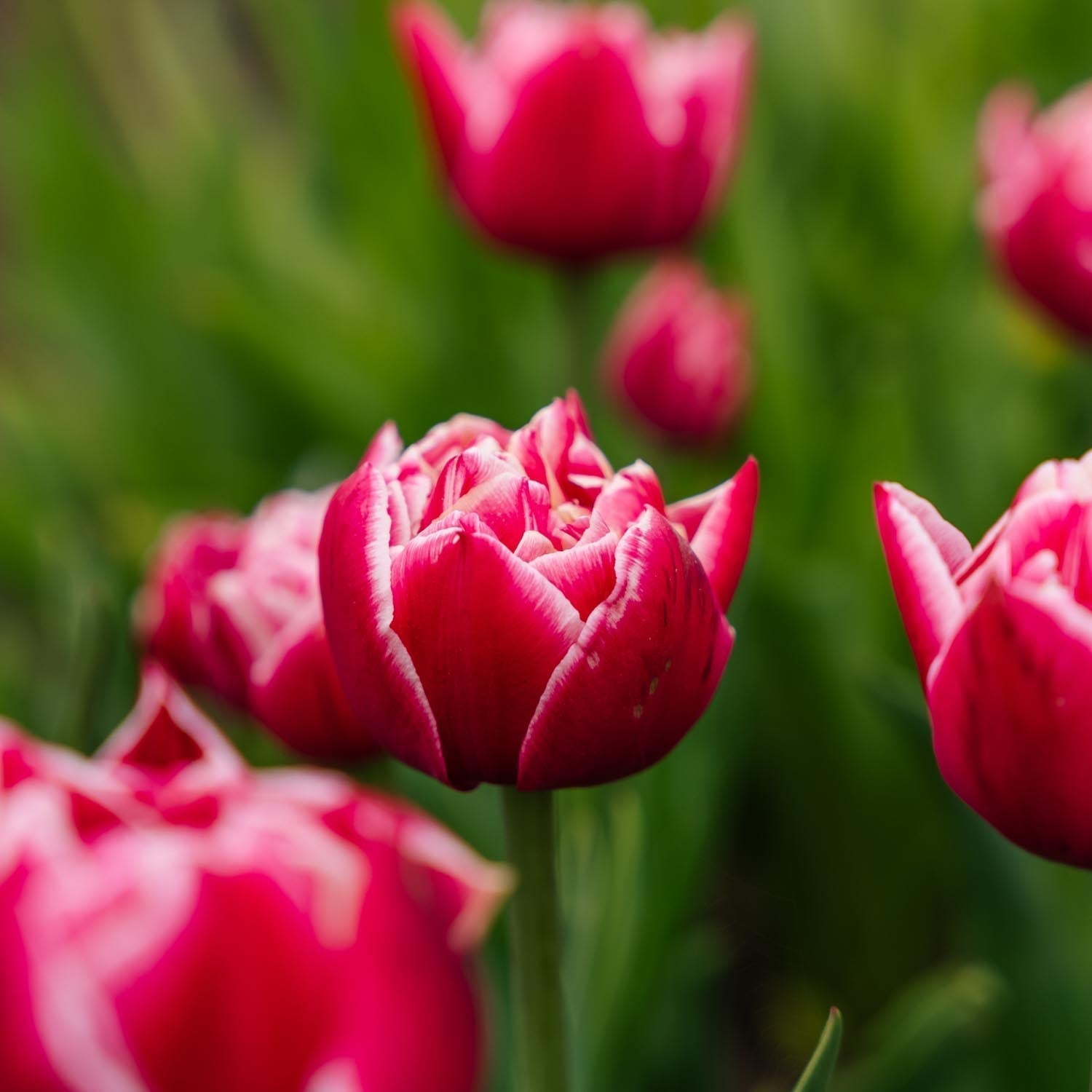 Tulp 'Columbus'