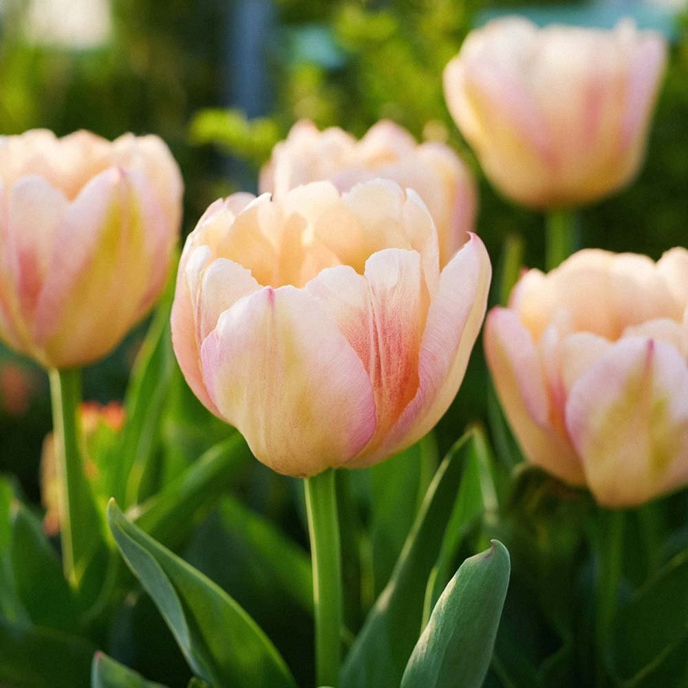 Tulp 'Creme Upstar'