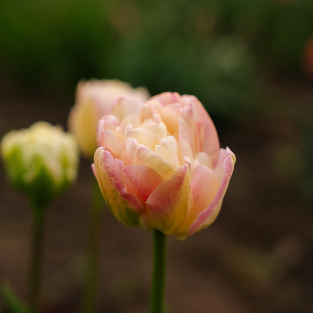 Tulp 'Creme Upstar'