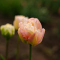 Tulp 'Creme Upstar'