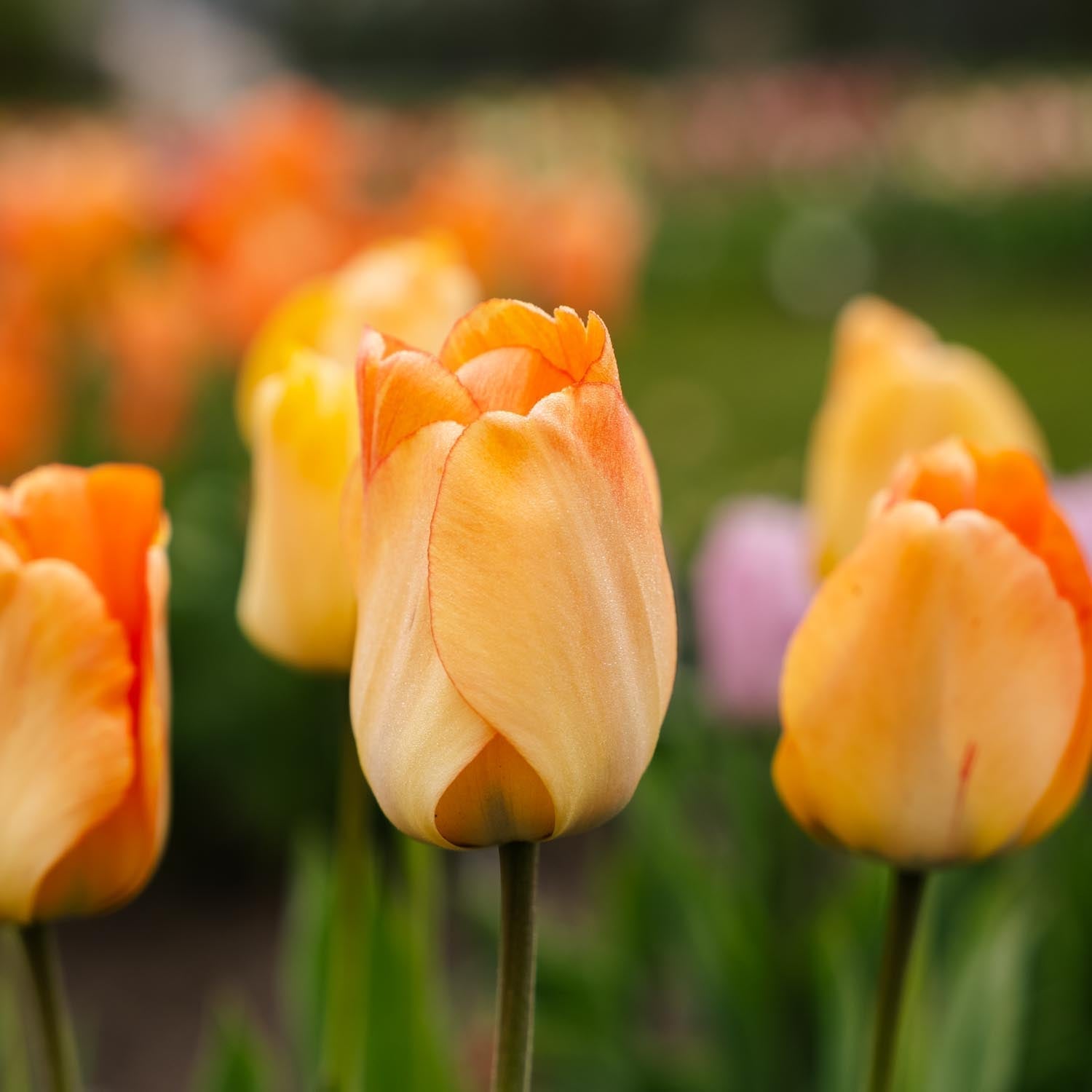 Tulp 'Daydream'