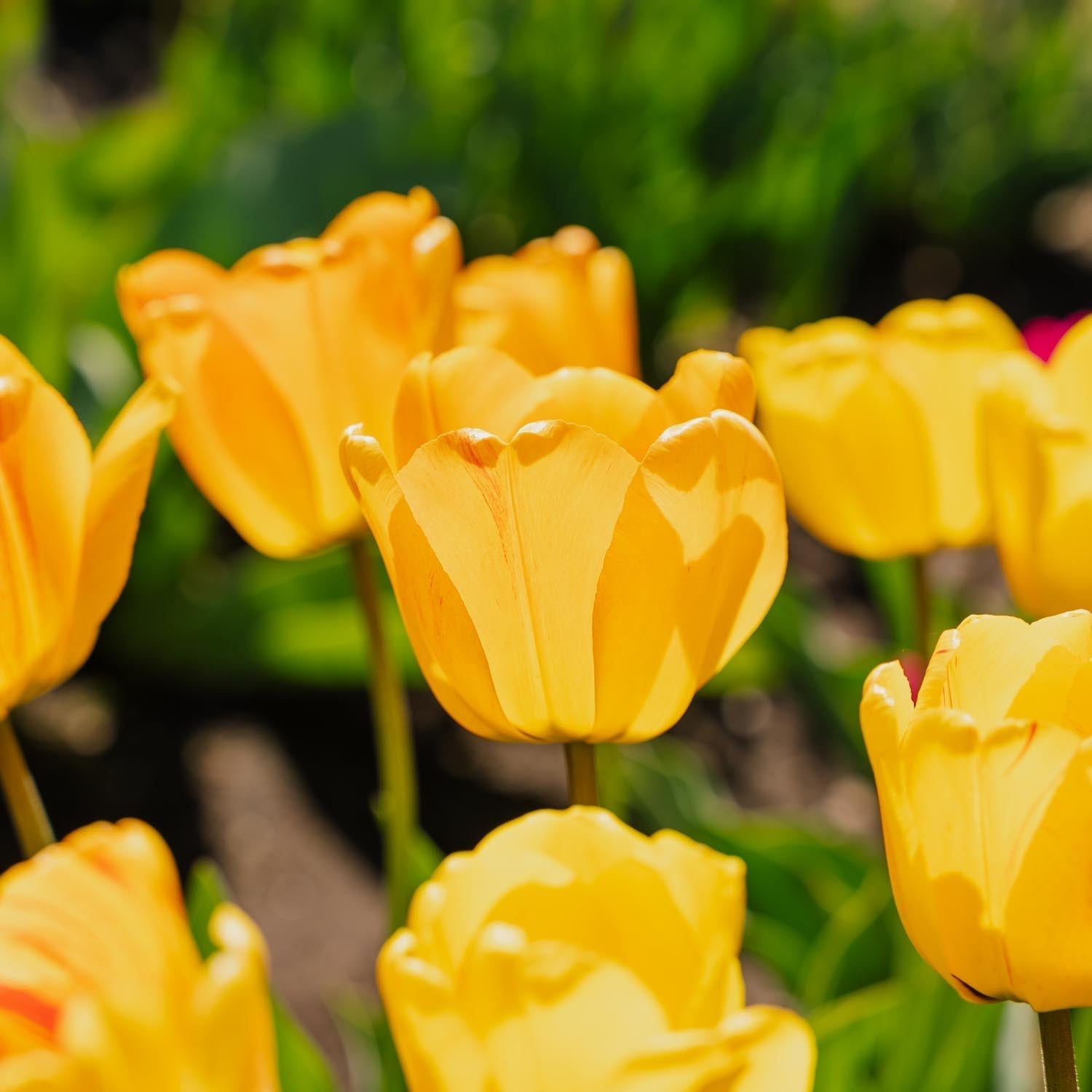 Tulp 'Daydream'