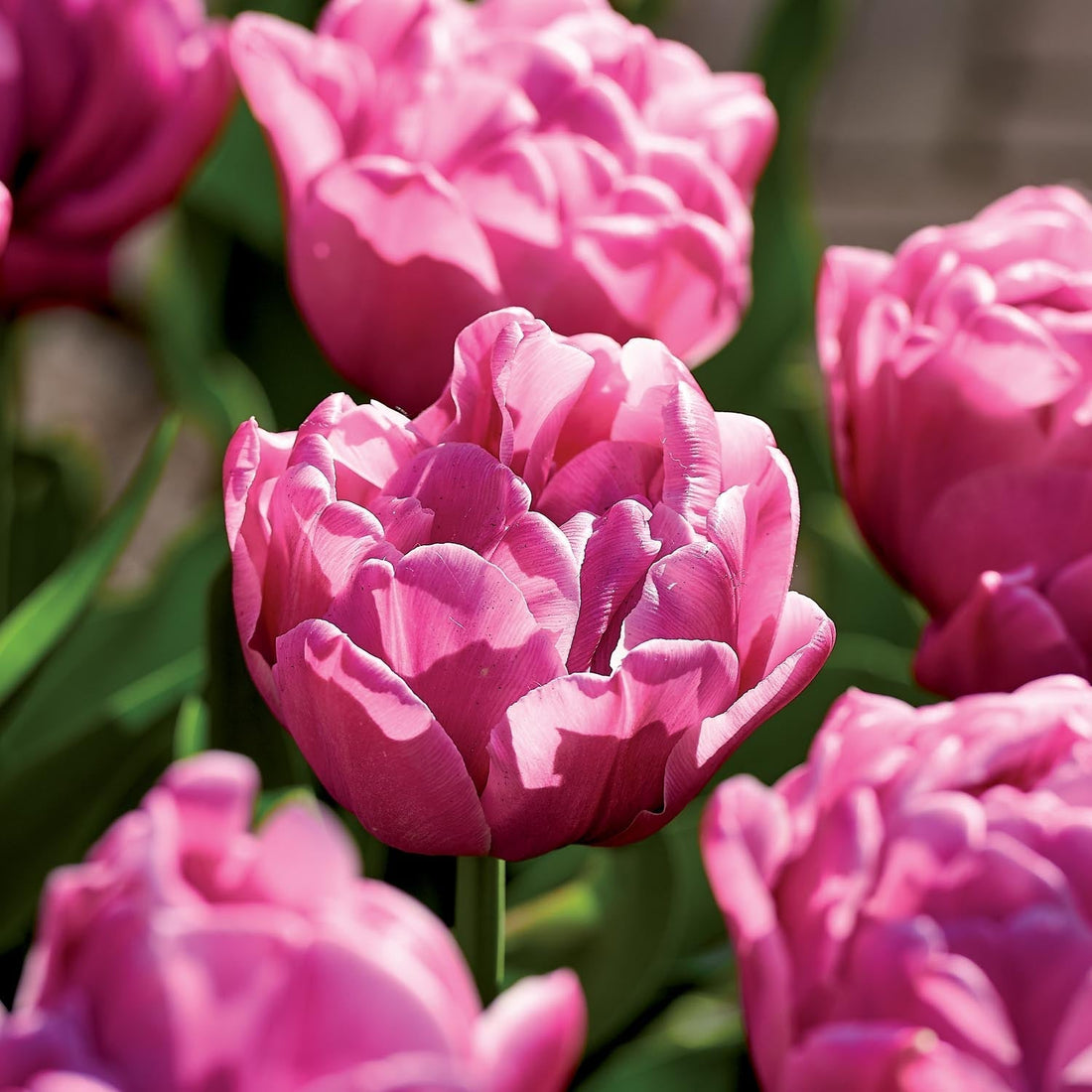 Tulp 'Double You'
