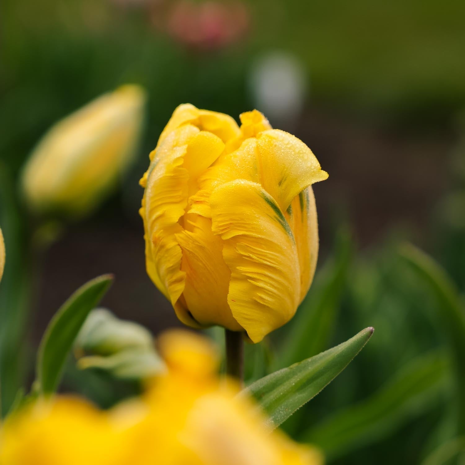 Tulp 'Eagle Wings'