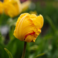 Tulp 'Eagle Wings'