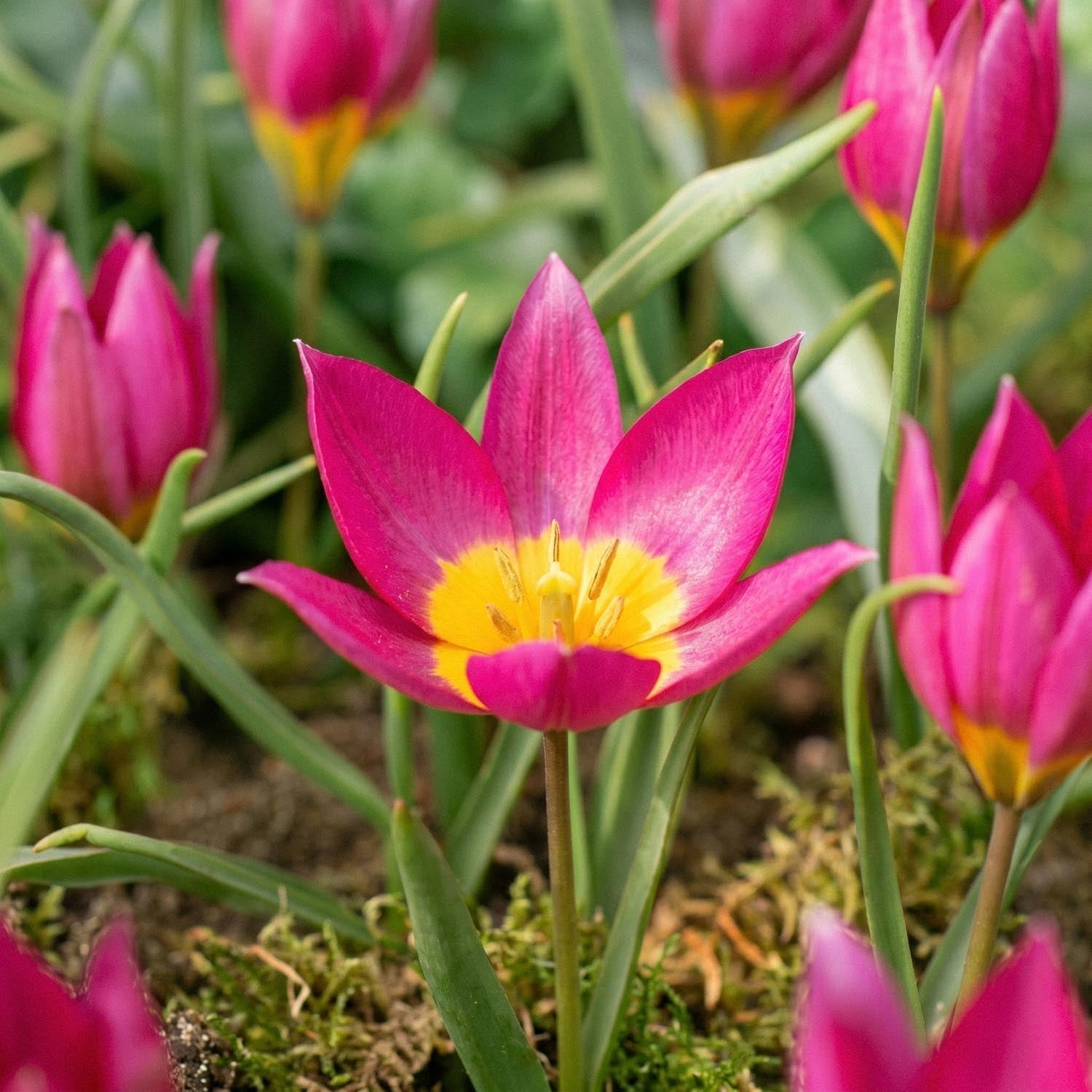 Tulp 'Eastern Star'