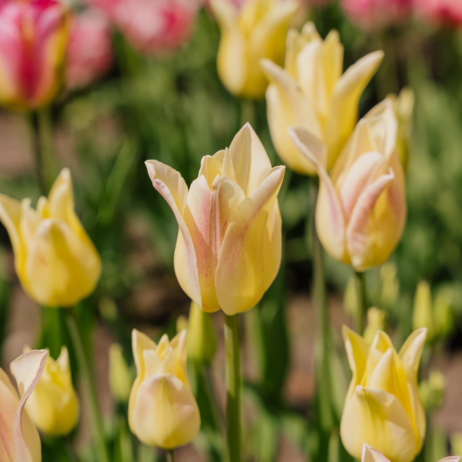 Tulp 'Elegant Lady'