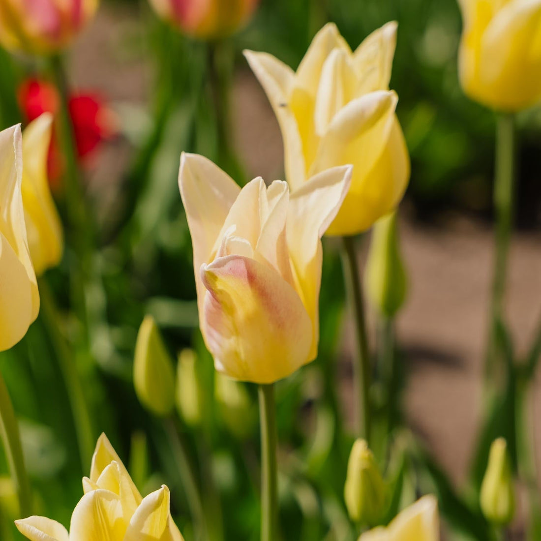 Tulp 'Elegant Lady'