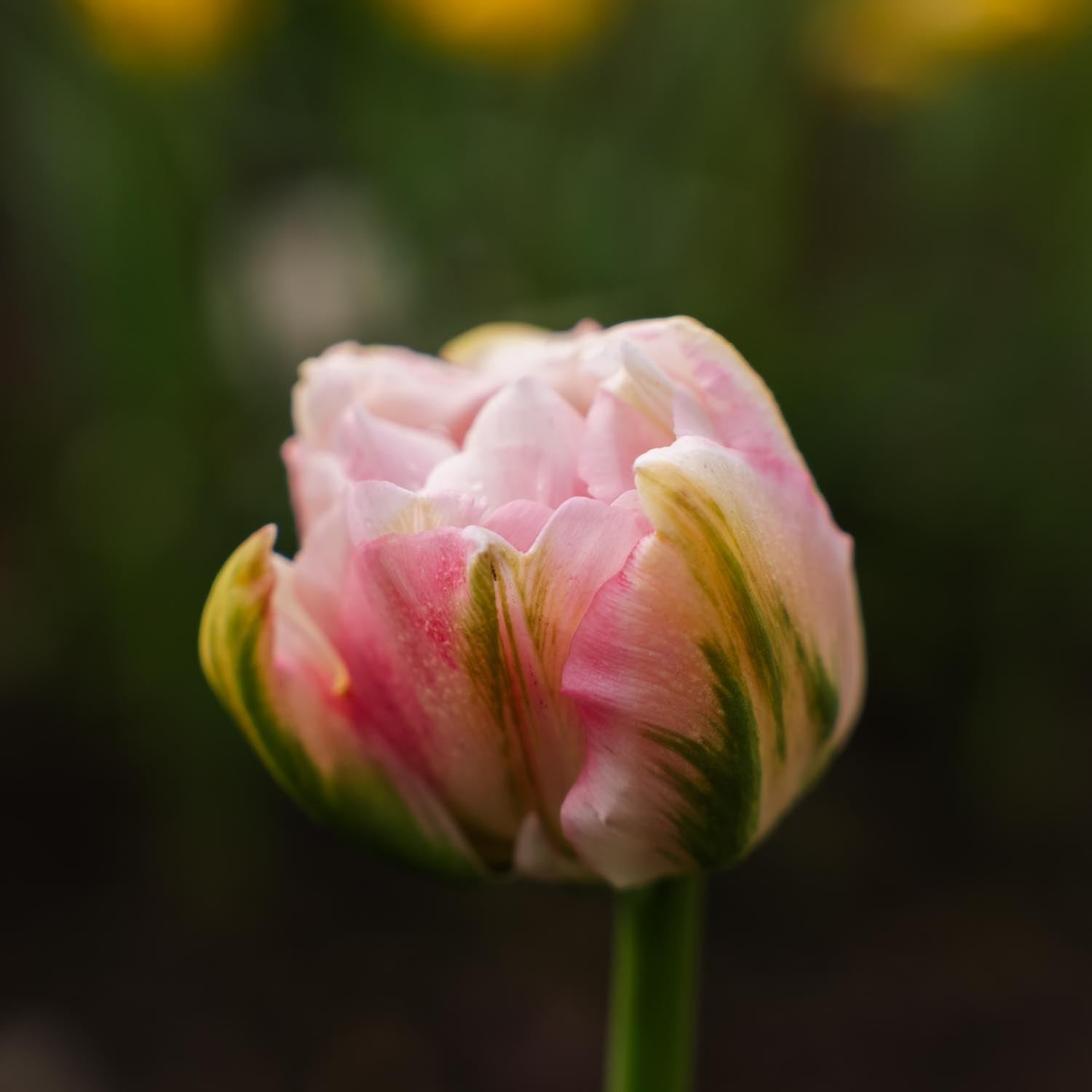 Tulp 'Finola'