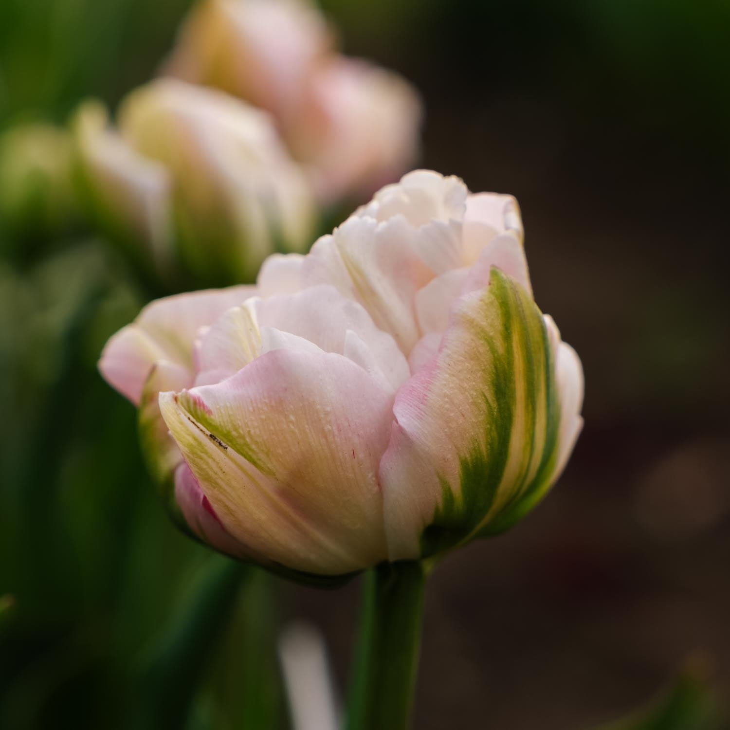 Tulp 'Finola'