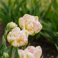 Tulp 'Finola'
