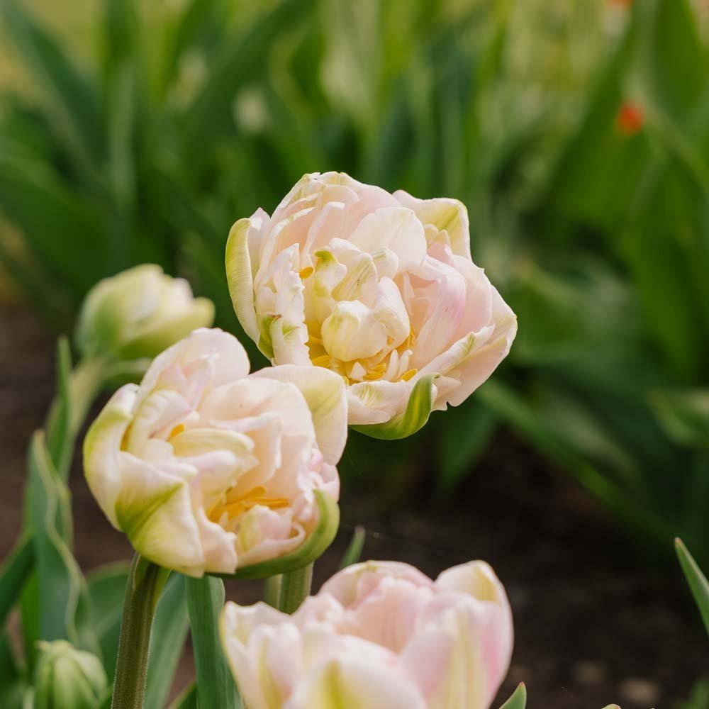 Tulp 'Finola'