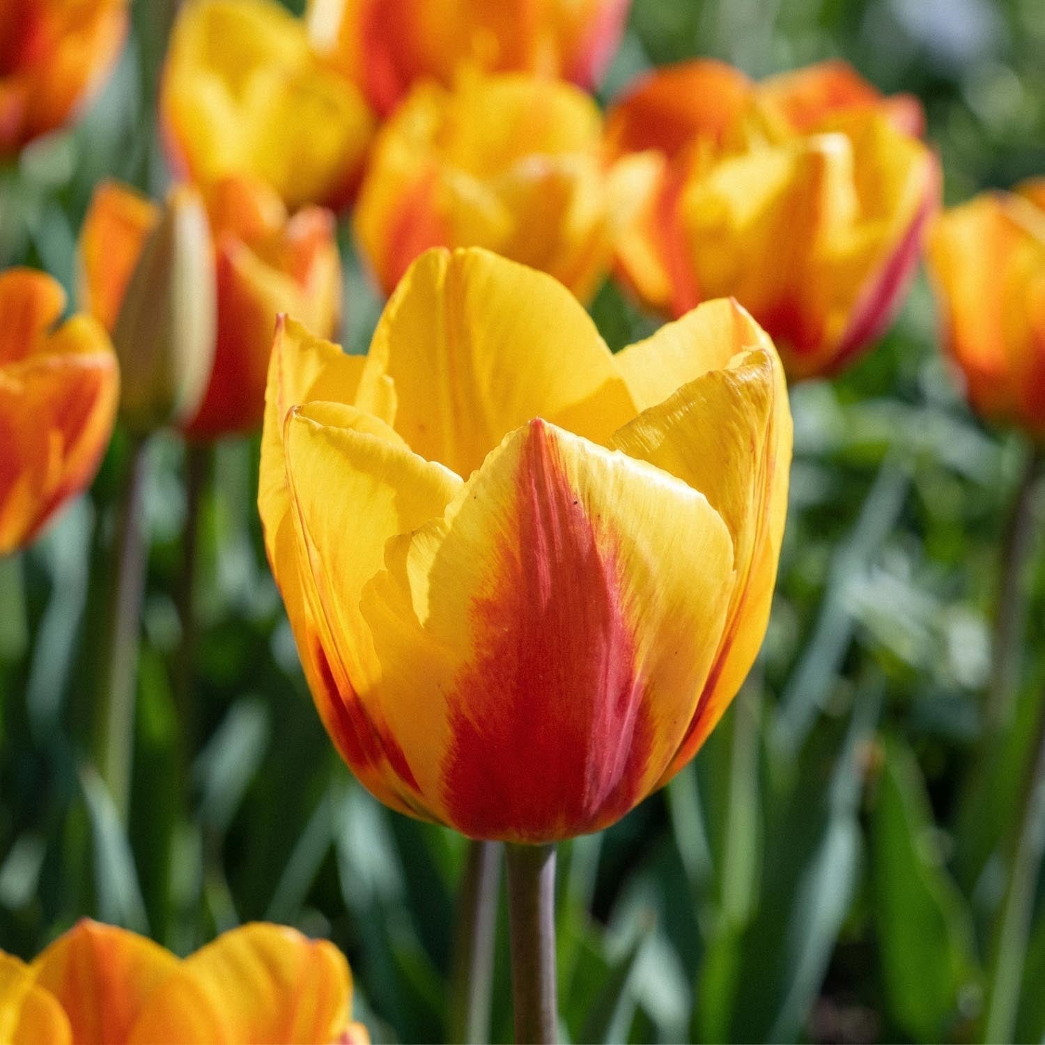 Tulp 'Flair'