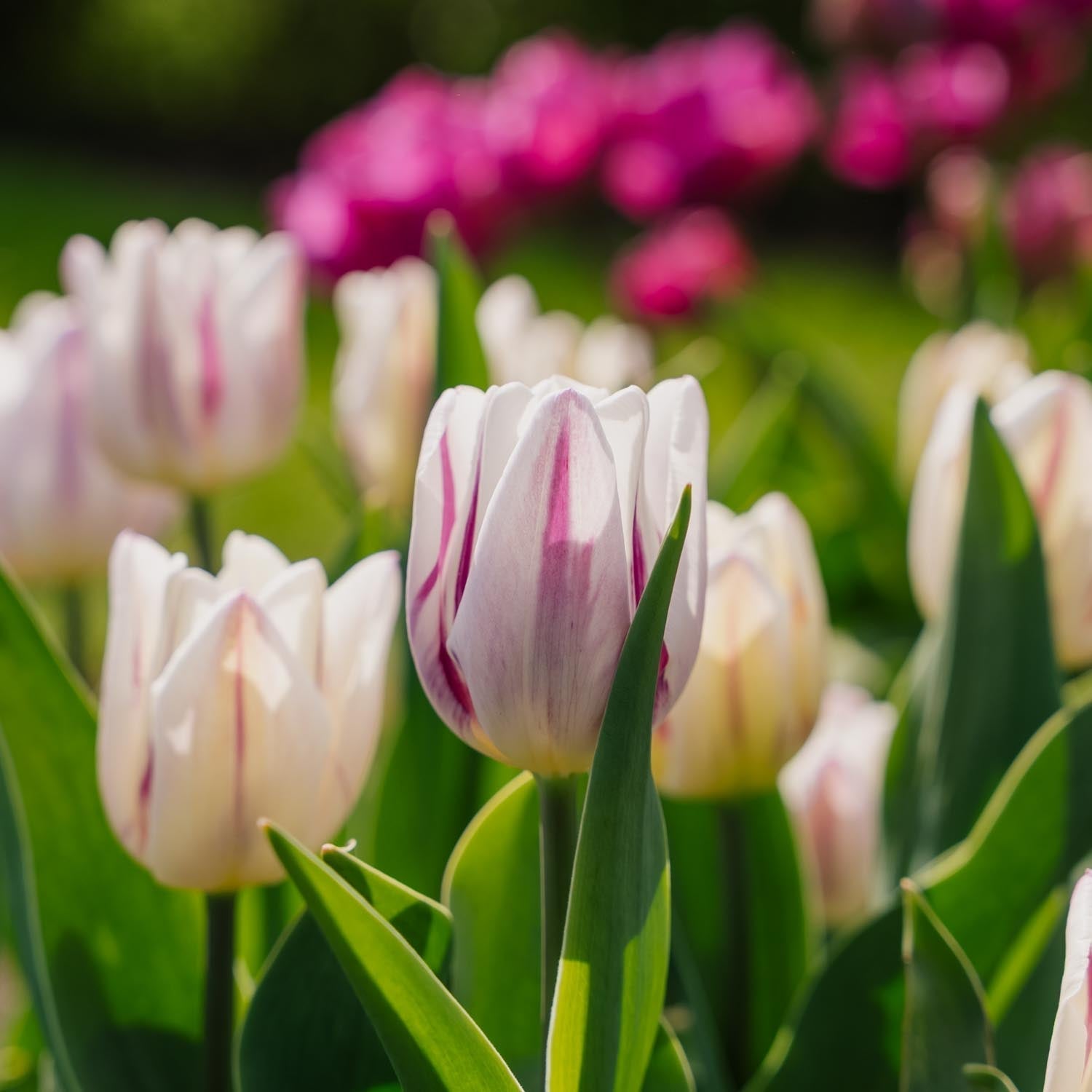 Tulp 'Flaming Flag'