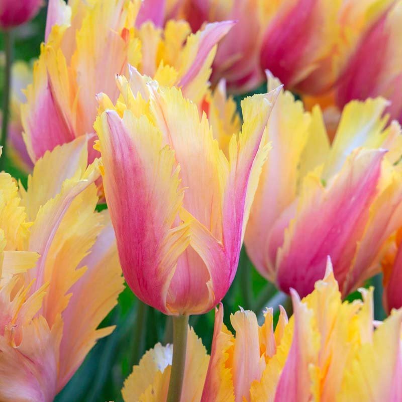 Tulp 'Flaming Memory'
