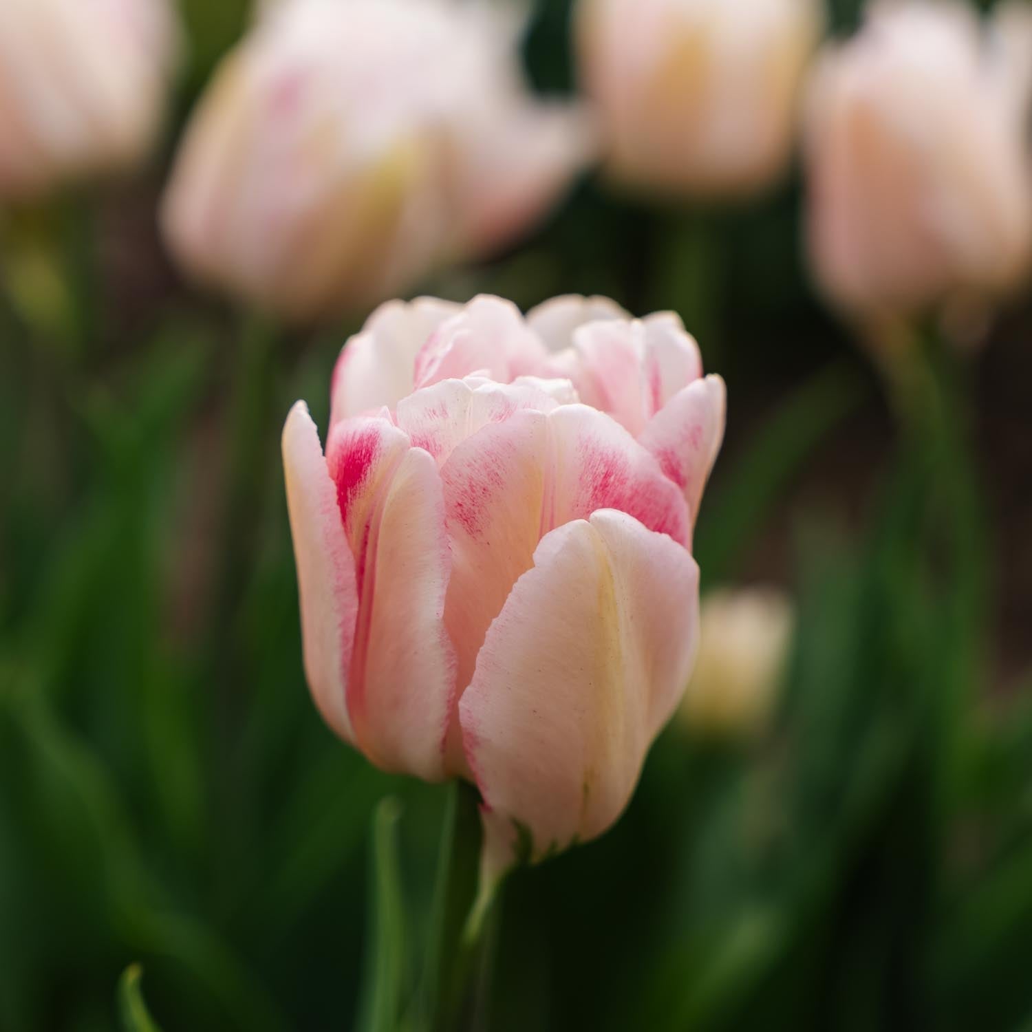 Tulp 'Foxtrot'