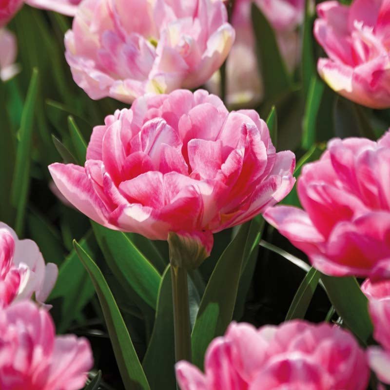 Tulp 'Foxtrot'