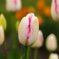 Tulp 'Graceland'