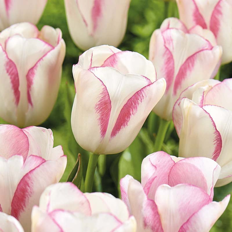Tulp 'Graceland'