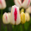 Tulp 'Graceland'