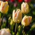 Tulp 'Graceland'