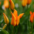 Tulp 'Greetje Smit'