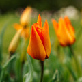 Tulp 'Greetje Smit'