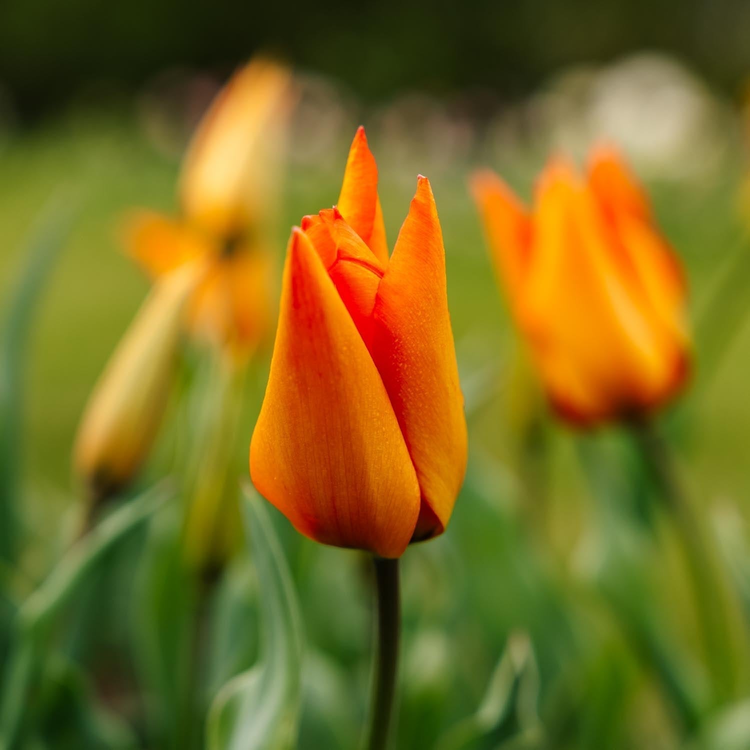 Tulp 'Greetje Smit'