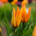 Tulp 'Greetje Smit'