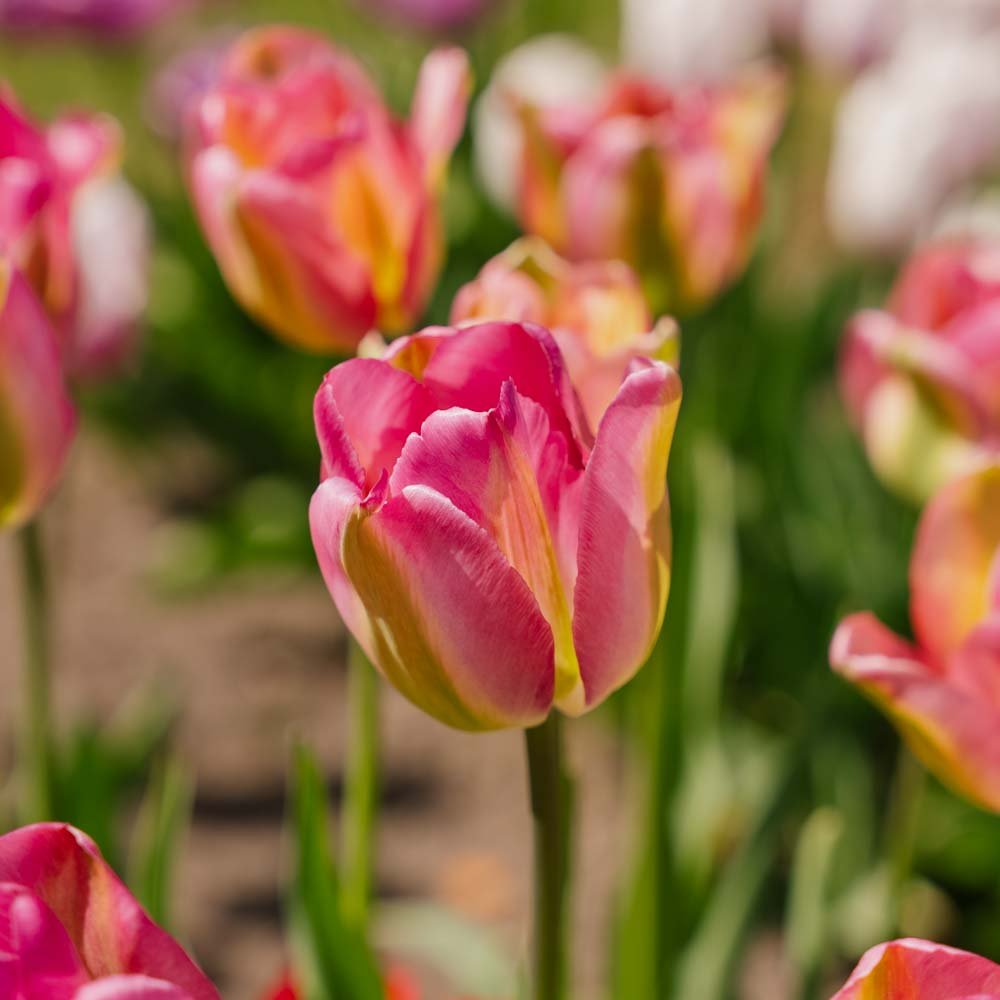 Tulp 'Groenland'
