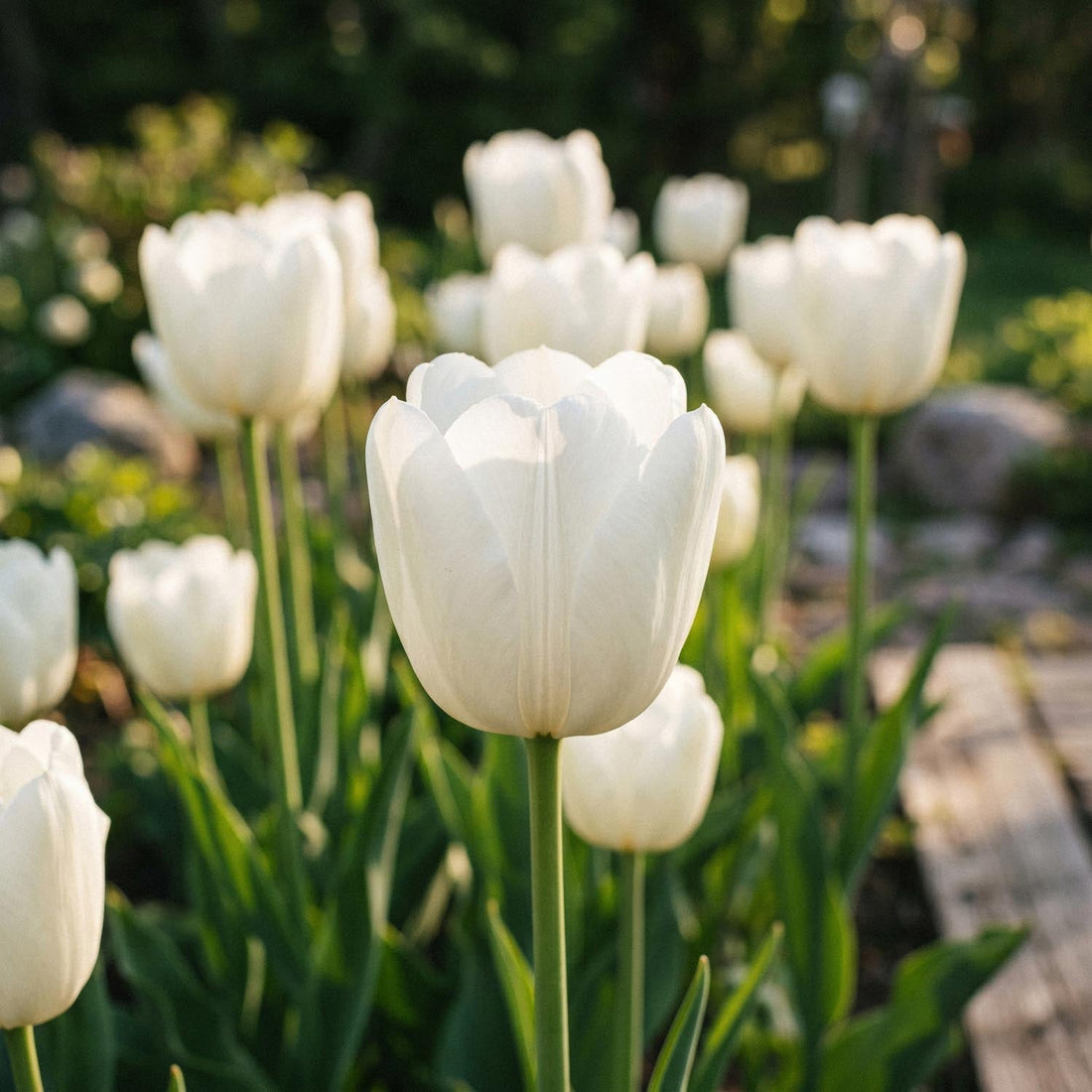 Tulp 'Hakuun'