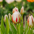 Tulp 'Happy Generation'