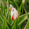 Tulp 'Happy Generation'