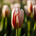 Tulp 'Happy Generation'